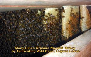 Oliver`s Laguna ECO Lodge Hotel