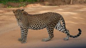 Yala Shenu Safari Inn & Budget Taxi Service