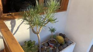 Los Cristianos near Las Vistas Beach Cactus 1