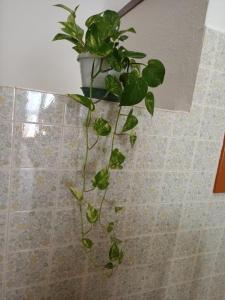 il telaio sardo Bonarcado img37