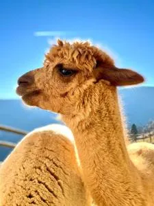 Ferienwohnungen am Pietschacherhof - Hochrindl