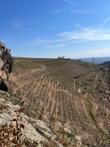 Au Cœur des Vignes