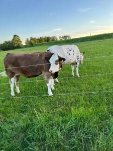 Gästhus i Slöinge nära Skrea strand