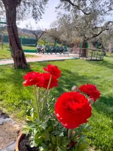 Cottage In the olive farm - Vacri