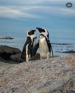 Luxury Surfers Corner Suite with Ocean Views