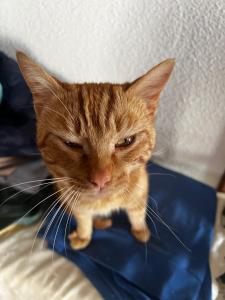 El Pecu Casa Rural Starfamiliar