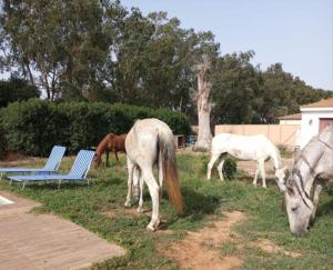 El Girasol yellowstone