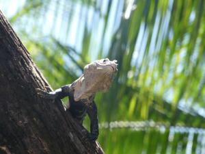Awarded No Footprint House on Matapalo Beach