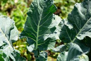 Vespertino Ecohotel Glamping