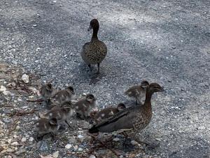 Alexanders Cottage, Pebbly Beach