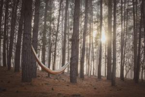 Sandy Hill Forest Tiny Home