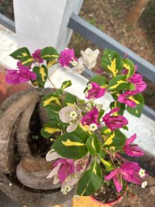Casa Grande Homestay Anaviratty Munnar
