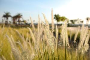 MGM Wellness Retreat