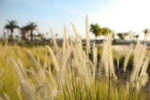 MGM Wellness Clinic - Nag` el-Fuqâhi