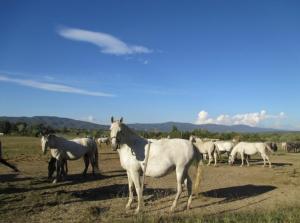 Villages vacances mobil home 150 chez Valerie : photos des chambres