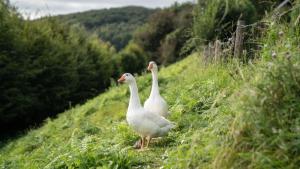 Chalets Coqslitscaux : photos des chambres