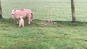 Phoenix Farm Shepherds Hut - 卡林顿