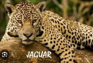 Pacífico Jaguar Antigua