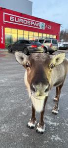Kvaløya Arctic Retreat - Room in Beautiful Kvaløya, Tromsø