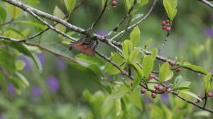Aves de Tierras Altas - 4hvězdičkové hotely ve městě Bijagua