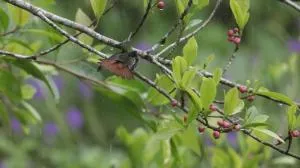 Aves de Tierras Altas - Bijagua