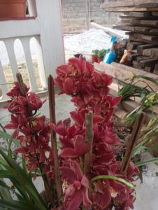 Sunrise Homestay