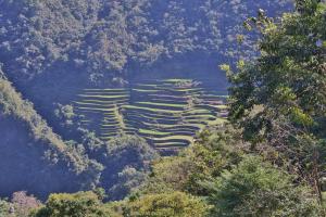 Overlooking the Rice Terraces