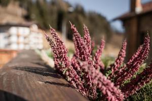 Ciasa Delfa - Dolomiti