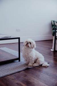 Converted bank centre of Holmfirth -split apartment, Bronte- Archive