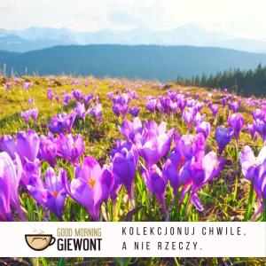 Good Morning Giewont & JACUZZI