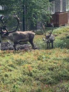 Levin Ski & Golf apartment