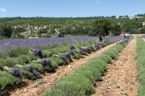 Maisons de vacances Le gite de lOlivier en Provence : photos des chambres