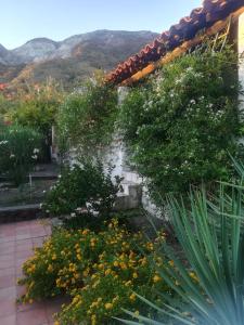 Yellow House di Giulia