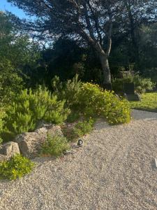 Maisons d'hotes A l-ombre des pins : photos des chambres