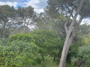 Maisons d'hotes A l-ombre des pins : photos des chambres