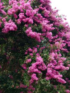 Yash wooden home stay tirthan valley