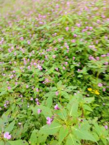 Yash wooden home stay tirthan valley