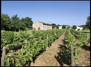 Maisons de vacances Maison Vigneronne - Stay on a vineyard, in the winegrowers cottage : photos des chambres