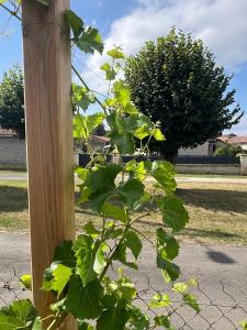 Maisons de vacances Maison Vigneronne - Stay on a vineyard, in the winegrowers cottage : photos des chambres