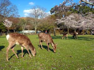 Hotel Tenpyo Naramachi - Vacation STAY 59515v