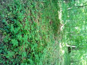 Appartementt à louer à Rennes