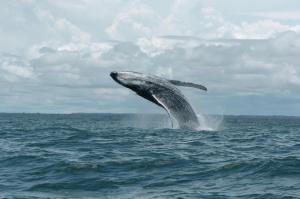 bahia del sol - ladrilleros