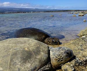 Yonegan Plumeria Hilo Hotel