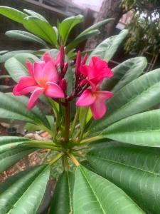 Surinam house