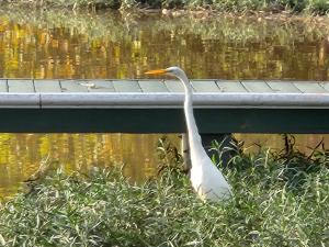 Lake Greenwood Lodge Main House and guesthouse
