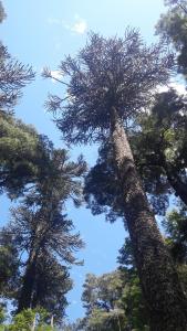 Cabaña en el bosque