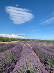 Appartements Appartement 1 chambre avec piscine : photos des chambres