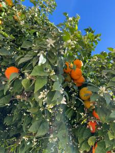 Sevilla Nervion Santa Justa