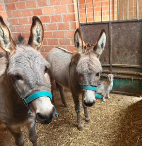 Agriturismo Il Divin Casale
