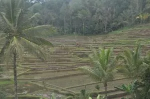 prana mastra estate - 贾蒂卢维